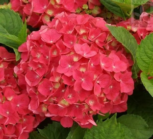 🌺Hydrangea Seed: Unlock Nature's Beauty