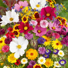 Load image into Gallery viewer, Mixed Perennial Flowers for All Seasons – 70+ Kinds