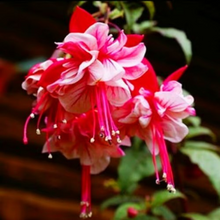 Load image into Gallery viewer, 🧚🏼 Dancing Elves - Lantern Flower Seeds🌱