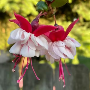 🧚🏼 Dancing Elves - Lantern Flower Seeds🌱