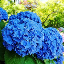 Load image into Gallery viewer, 🌺Hydrangea Seed: Unlock Nature&#39;s Beauty