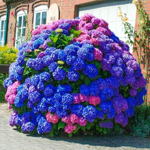 Load image into Gallery viewer, 🌺Hydrangea Seed: Unlock Nature&#39;s Beauty