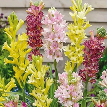 Load image into Gallery viewer, Double Petal Tuberose | Buy 1 Get 4 Free