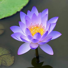 Load image into Gallery viewer, 💐The Sacred Bonsai Bowl Lotus Flower