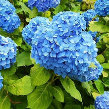 Load image into Gallery viewer, 🌺Hydrangea Seed: Unlock Nature&#39;s Beauty