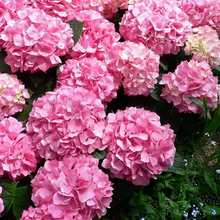 Load image into Gallery viewer, 🌺Hydrangea Seed: Unlock Nature&#39;s Beauty