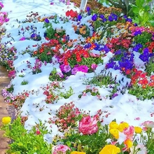 Load image into Gallery viewer, Mixed Perennial Flowers for All Seasons – 70+ Kinds