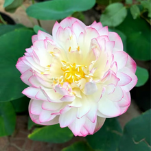 Load image into Gallery viewer, 💐The Sacred Bonsai Bowl Lotus Flower
