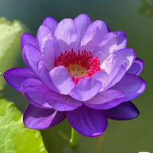 Load image into Gallery viewer, 💐The Sacred Bonsai Bowl Lotus Flower