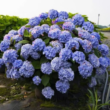 Load image into Gallery viewer, 🌺Hydrangea Seed: Unlock Nature&#39;s Beauty