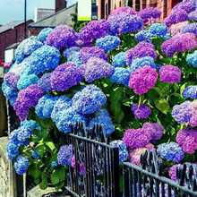 Load image into Gallery viewer, 🌺Hydrangea Seed: Unlock Nature&#39;s Beauty
