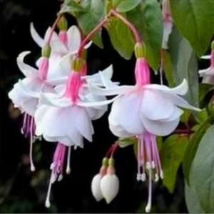 🧚🏼 Dancing Elves - Lantern Flower Seeds🌱