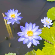 Load image into Gallery viewer, 💐The Sacred Bonsai Bowl Lotus Flower