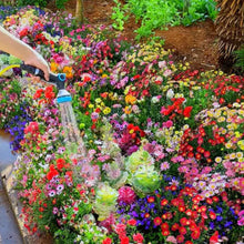 Load image into Gallery viewer, Wildflower Seed Mix