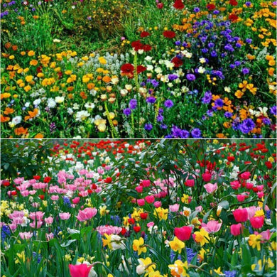 Wildflower Seed Mix