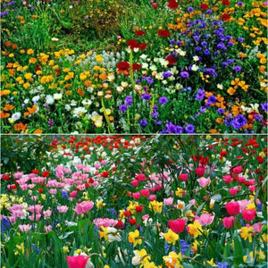 Wildflower Seed Mix
