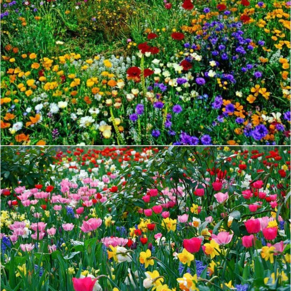Wildflower Seed Mix