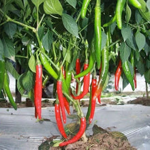 Load image into Gallery viewer, World&#39;s Best Selling Chili Seeds