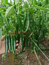 Load image into Gallery viewer, World&#39;s Best Selling Chili Seeds