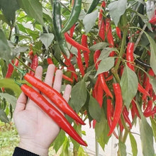 Load image into Gallery viewer, World&#39;s Best Selling Chili Seeds