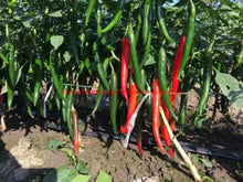Load image into Gallery viewer, World&#39;s Best Selling Chili Seeds