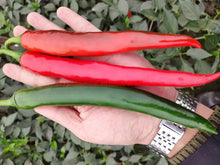 Load image into Gallery viewer, World&#39;s Best Selling Chili Seeds