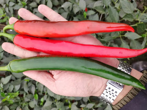 World's Best Selling Chili Seeds
