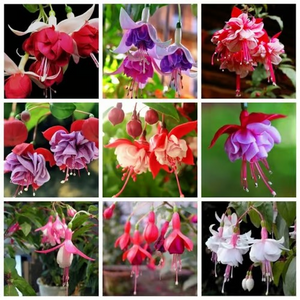 🧚🏼 Dancing Elves - Lantern Flower Seeds🌱