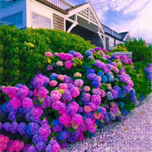 Load image into Gallery viewer, 🌺Hydrangea Seed: Unlock Nature&#39;s Beauty