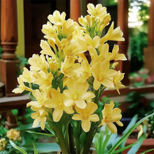 Load image into Gallery viewer, Double Petal Tuberose | Buy 1 Get 4 Free