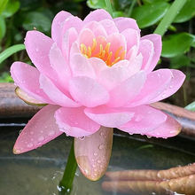 Load image into Gallery viewer, 💐The Sacred Bonsai Bowl Lotus Flower