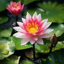 Load image into Gallery viewer, 🌸7 Days germination🌸Last Day Sale - 49% OFF💐The Sacred Bonsai Bowl Lotus Flower