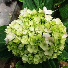 Load image into Gallery viewer, 🌺Hydrangea Seed: Unlock Nature&#39;s Beauty