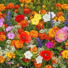 Load image into Gallery viewer, Mixed Perennial Flowers for All Seasons – 70+ Kinds
