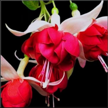 Load image into Gallery viewer, 🧚🏼 Dancing Elves - Lantern Flower Seeds🌱