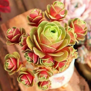 🌵Mountain Rose Succulent Seeds🪴