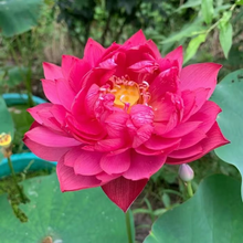 Load image into Gallery viewer, 💐The Sacred Bonsai Bowl Lotus Flower