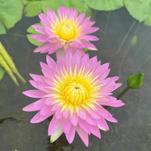 Load image into Gallery viewer, 💐The Sacred Bonsai Bowl Lotus Flower