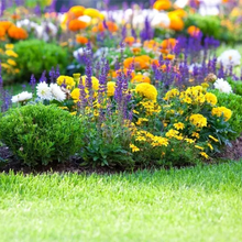 Load image into Gallery viewer, Mixed Perennial Flowers for All Seasons – 70+ Kinds