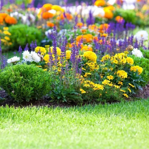 Mixed Perennial Flowers for All Seasons – 70+ Kinds