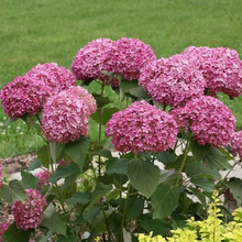 Load image into Gallery viewer, 🌺Hydrangea Seed: Unlock Nature&#39;s Beauty