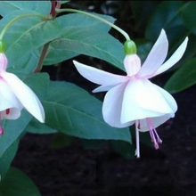 Load image into Gallery viewer, 🧚🏼 Dancing Elves - Lantern Flower Seeds🌱
