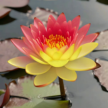 Load image into Gallery viewer, 💐The Sacred Bonsai Bowl Lotus Flower