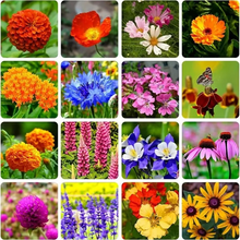 Load image into Gallery viewer, Mixed Perennial Flowers for All Seasons – 70+ Kinds