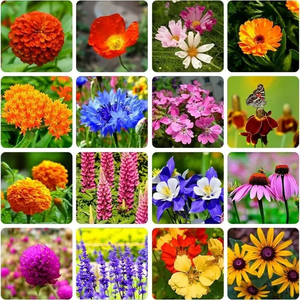 Mixed Perennial Flowers for All Seasons – 70+ Kinds