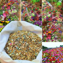 Load image into Gallery viewer, Mixed Perennial Flowers for All Seasons – 70+ Kinds