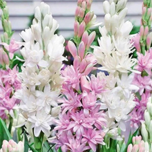 Load image into Gallery viewer, Double Petal Tuberose | Buy 1 Get 4 Free