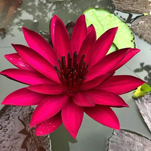 Load image into Gallery viewer, 💐The Sacred Bonsai Bowl Lotus Flower
