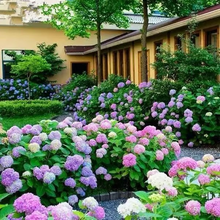 Load image into Gallery viewer, 🌺Hydrangea Seed: Unlock Nature&#39;s Beauty
