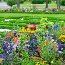 Load image into Gallery viewer, Mixed Perennial Flowers for All Seasons – 70+ Kinds